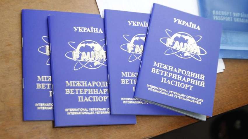 Стало відомо, як без проблем відправитися за кордон з домашнім улюбленцем