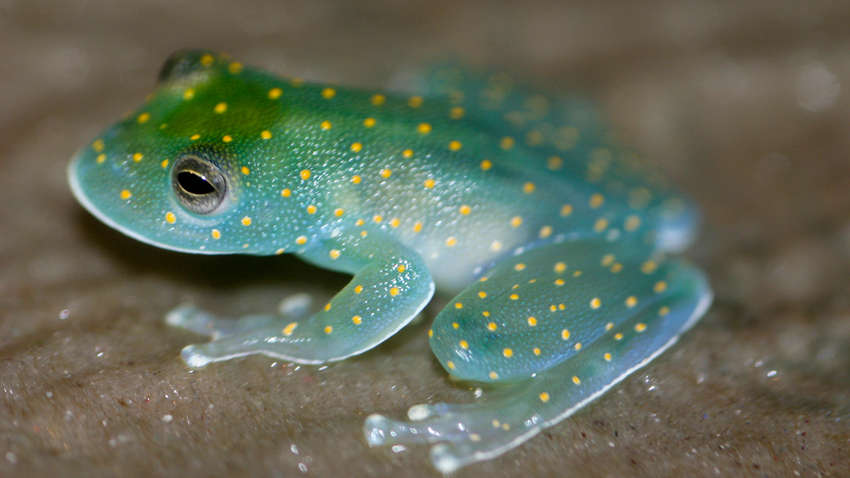 Впервые за 18 лет: в Боливии нашли редких «стеклянных» лягушек