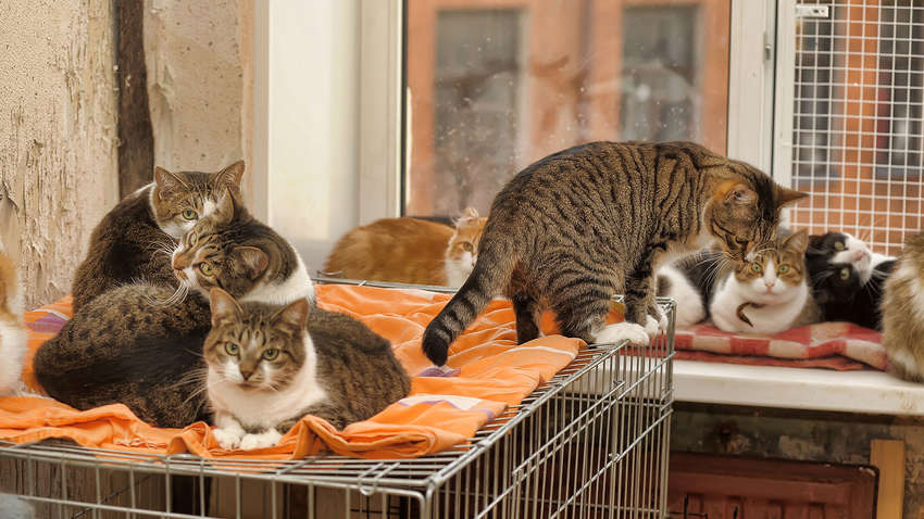 В Испании наказали мужчину, который завел в квартире 110 котов