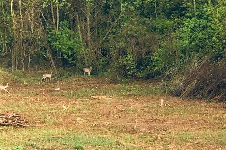 Видеофакт: косули облюбовали парк в Ужгороде во время карантина 
