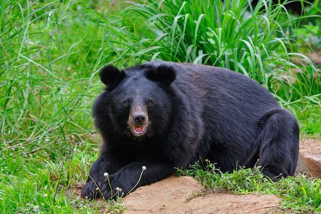 В Японії з'явився перший торговий автомат із ведмежатиною