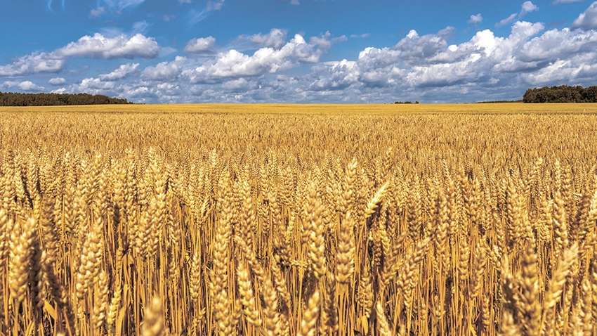 Лендлорды Украины: кого кормят украинские черноземы и сколько бы могли выручить селяне за свою землю