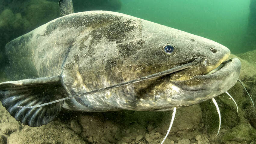 Побит мировой рекорд: в Польше поймали гигантского сома (ФОТО) Побит мировой рекорд: в Польше поймали гигантского сома (ФОТО)