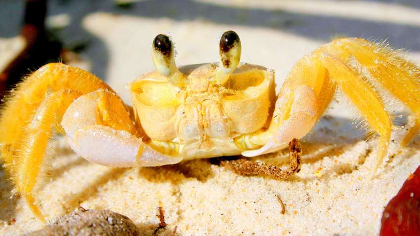 Призрачные крабы умеют рычать животом - ученые