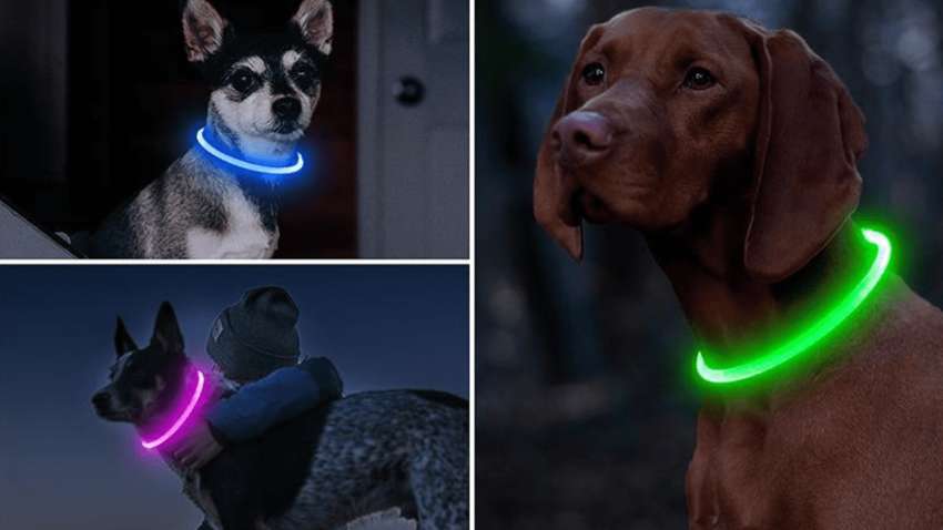 Светящиеся ошейники для собак: безопасны ли они для животных Светящиеся ошейники для собак: безопасны ли они для животных