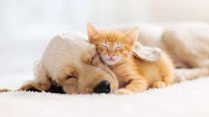 Человек спит как свинья: вы будете в шоке, кто спит дольше всего