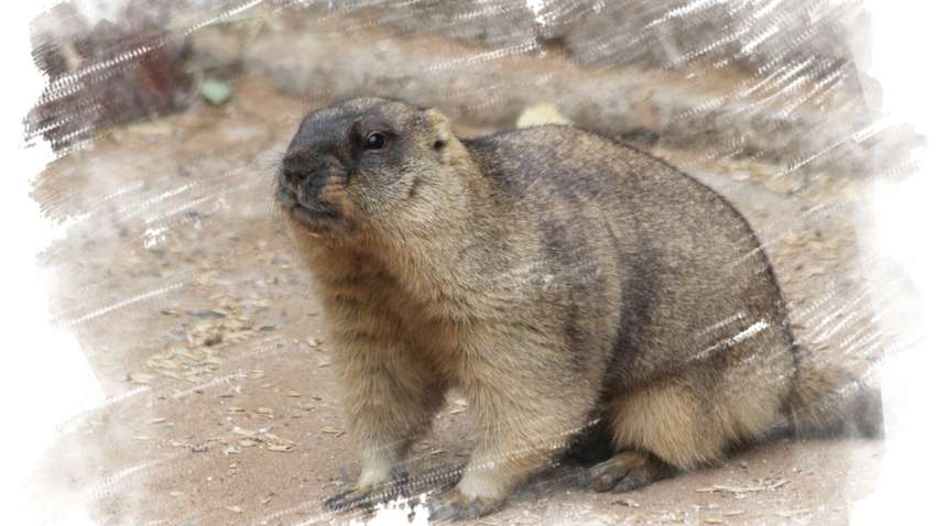 Від бубонної чуми в Азії почали вмирати люди Від бубонної чуми в Азії почали вмирати люди