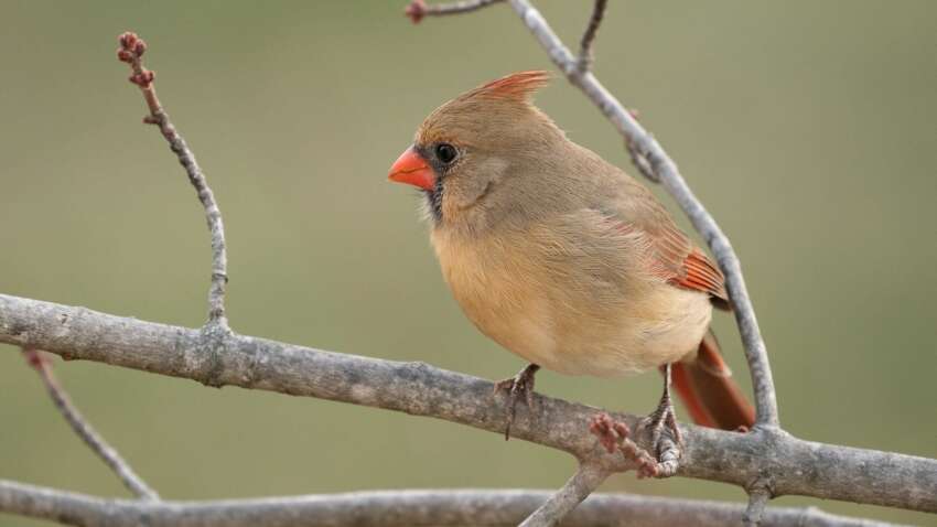 Церковный праздник 1 апреля: что обязательно нужно сделать, чтобы весь год был удачным