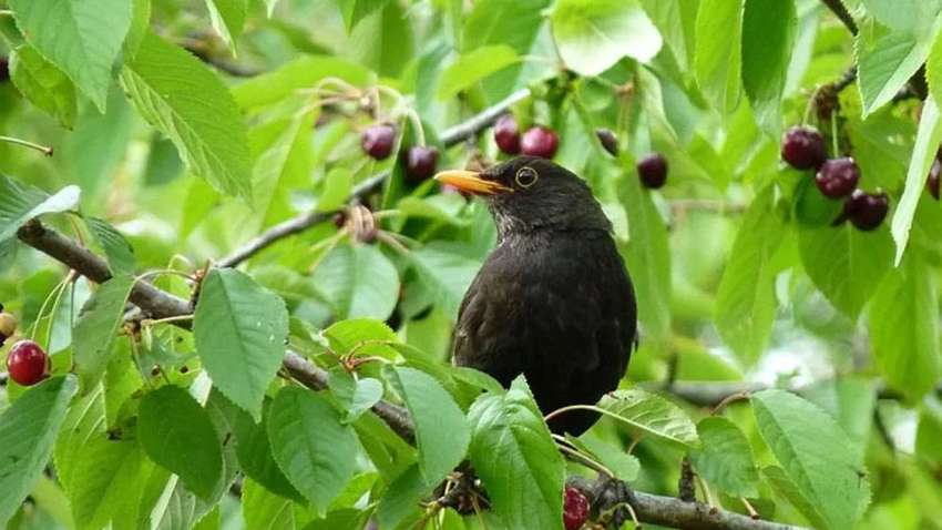 Что нельзя делать 20 июня в Украине: приметы 