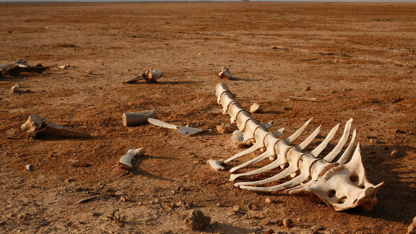 Ученые говорят, что на Земле "запущено" шестое вымирание