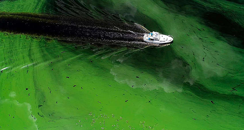 Цветения водоемов может нести серьезную угрозу для человечества - рассказываем почему