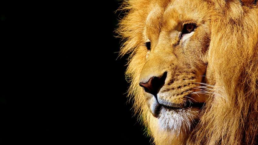 В зоопарке лев набросился на 2-летнюю девочку и откусил ей руку: отец впал в кому после увиденного  В зоопарке лев набросился на 2-летнюю девочку и откусил ей руку: отец впал в кому после увиденного