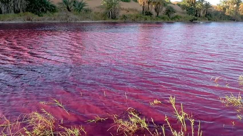 В Иордании внезапно окрасилась вода в озере: изображения вызвали фурор в соцсетях (ФОТО) В Иордании внезапно окрасилась вода в озере: изображения вызвали фурор в соцсетях (ФОТО)