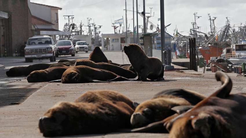 Місто в Аргентині на карантині заполонили морські леви 