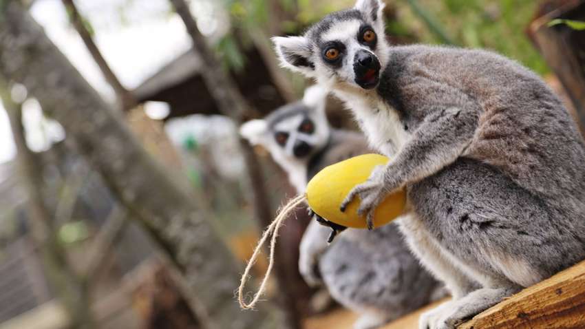 Найстаріший у світі зоопарк закрився для відвідувачів вперше з часів Другої світової війни