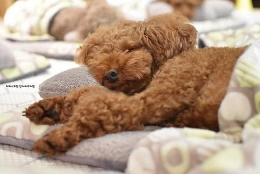 Мережу розчулив собачий "дитячий садок"