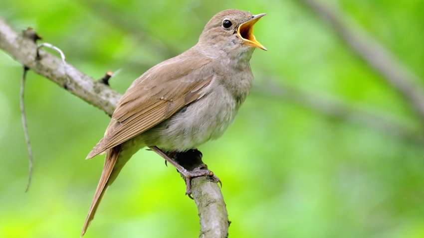 В Україні може зникнути соловей через глобальне потепління В Україні може зникнути соловей через глобальне потепління
