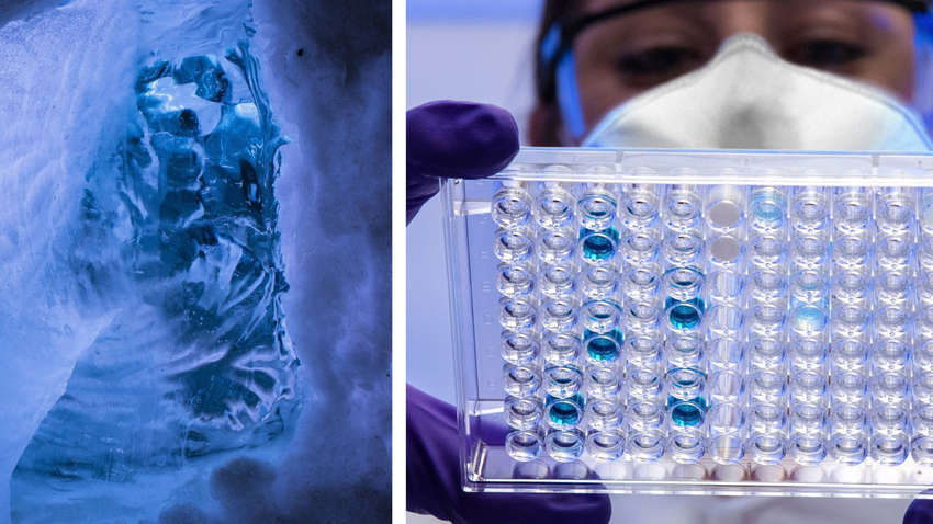 Вчені знайшли зомбі-віруси. Де вони ховаються і для кого є небезпечними Вчені знайшли зомбі-віруси. Де вони ховаються і для кого є небезпечними