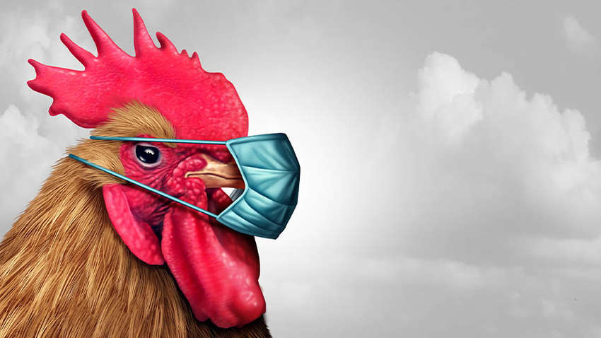 У Китаї жінка померла від пташиного грипу: такий випадок зафіксували вперше У Китаї жінка померла від пташиного грипу: такий випадок зафіксували вперше