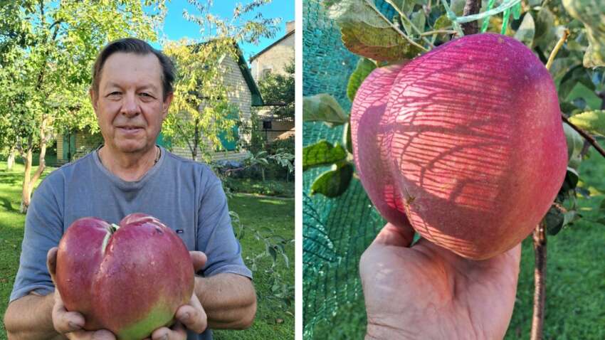 Размером с арбуз: киевлянин вырастил самое большое яблоко в Украине (ФОТО)