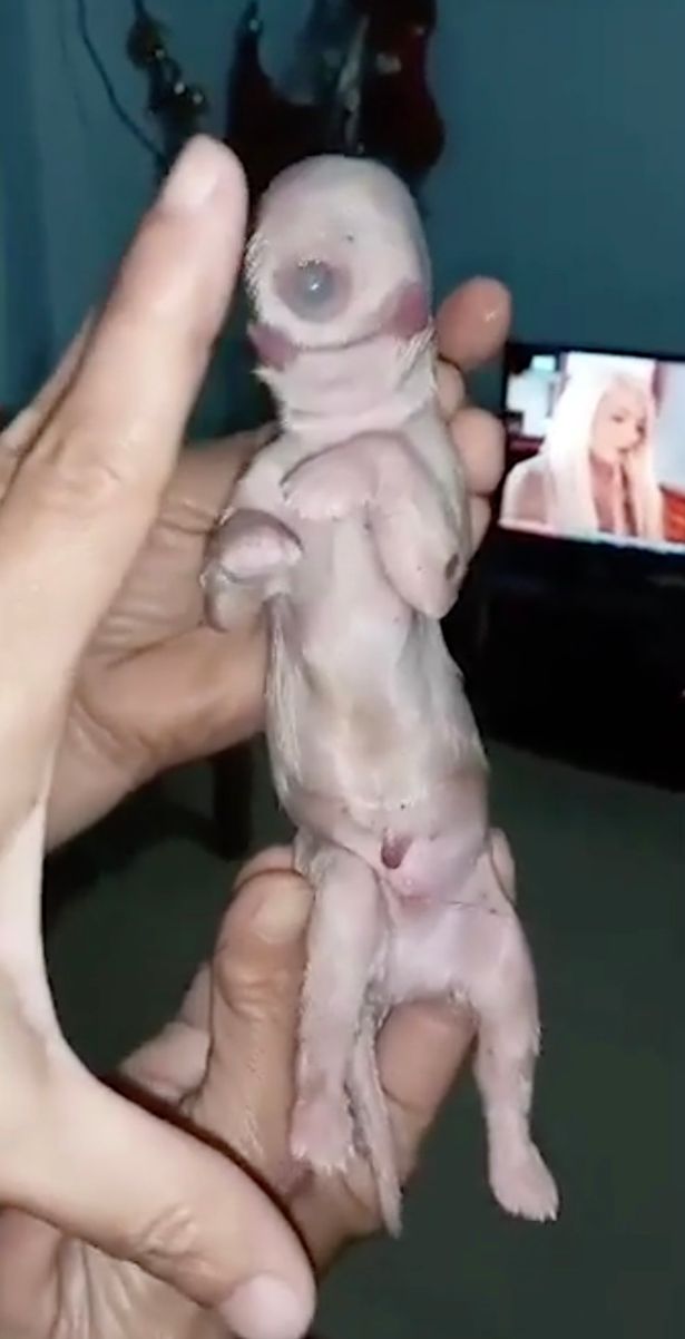 На Филиппинах родился щенок-циклоп (ФОТО) - фото 2