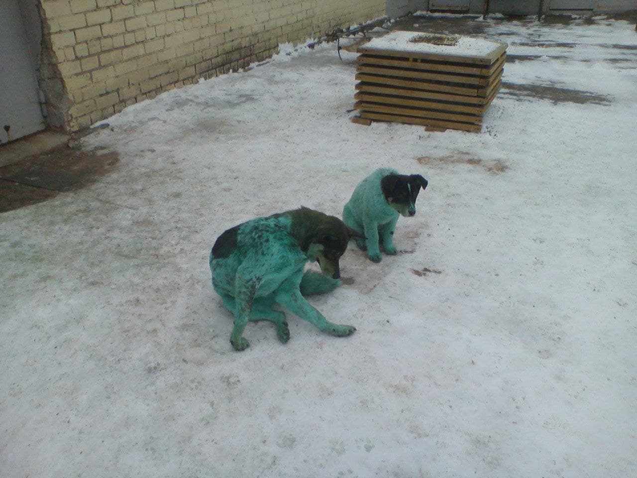 У російському Дзержинську помітили блакитних собак (ФОТО) - фото 8