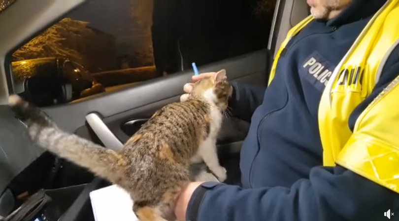 Коварный кот обезвредил польских полицейских (ВИДЕО) - фото 2