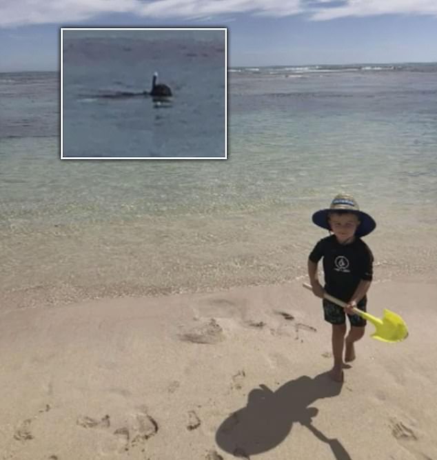 В Австралии акула съела туриста: опубликовано ФОТО убитого за несколько секунд до смерти  - фото 3