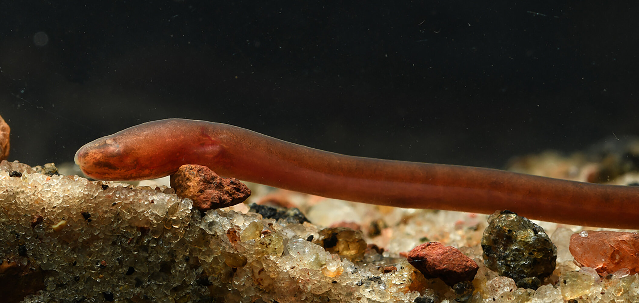 Жители подземных вод: ученые открыли новый вид рыб (ФОТО) - фото 2