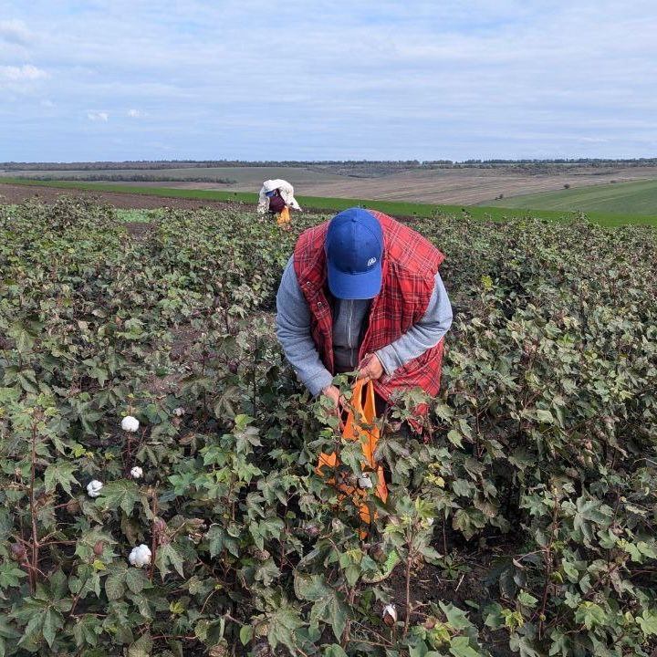 Первый урожай хлопчатника в Украине: сколько удалось собрать - фото 3