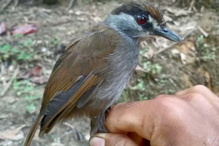 Обнаружена птица, которую 170 лет считали вымершей (ФОТО) - фото 2