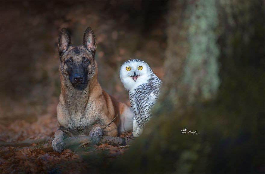 Двадцать невероятно душевных фото собаки и совенка, которых связывает крепкая дружба - фото 17