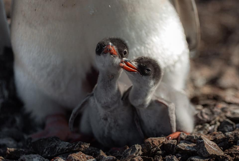 Українські полярники показали нові світлини новонароджених пінгвінів: мімішні фото - фото 3