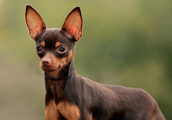 Компактные спутники: пять самых маленьких пород собак в мире - фото 6