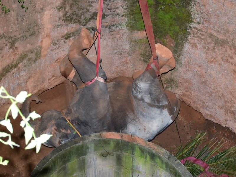 В Индии спасли слоненка, упавшего в глубокий колодец (фото) - фото 2