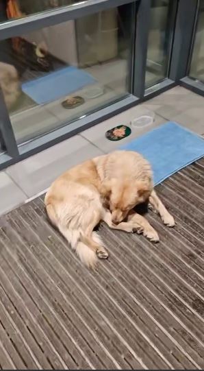 У Дніпрі в АТБ не пускали собаку під час морозу: люди обурені - фото 2