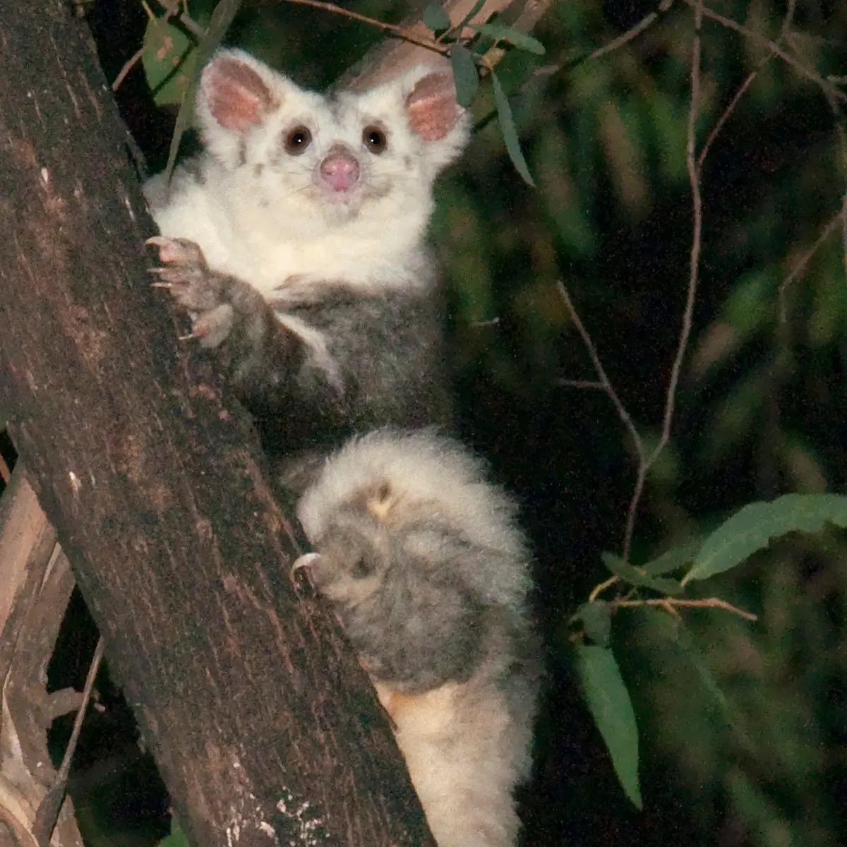 Австралийские ученые нашли новые виды животных (фото) - фото 4