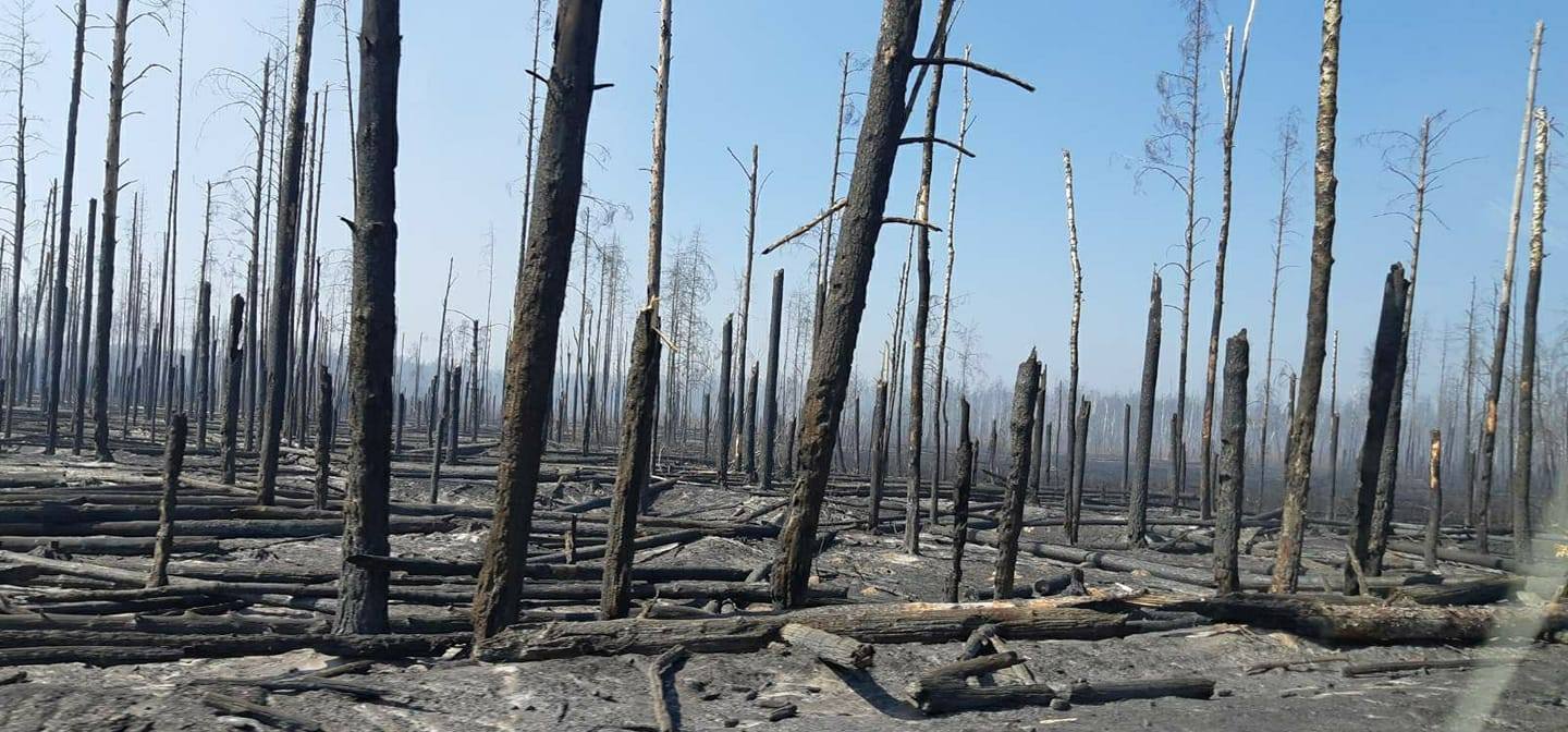 Сгоревший лес Чернобыль
