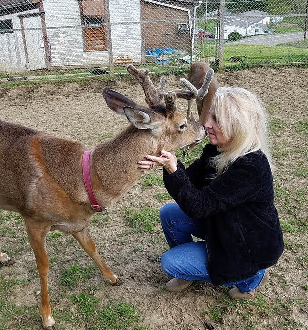 Жінку на смерть забив олень, якого вона врятувала в США - фото 2 Жінку на смерть забив олень, якого вона врятувала в США - фото 2