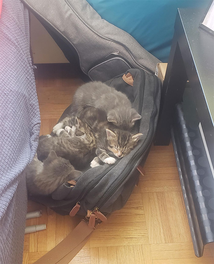 ТОП-20 фото котів, які обрали собі для сну дуже дивні місця - фото 2