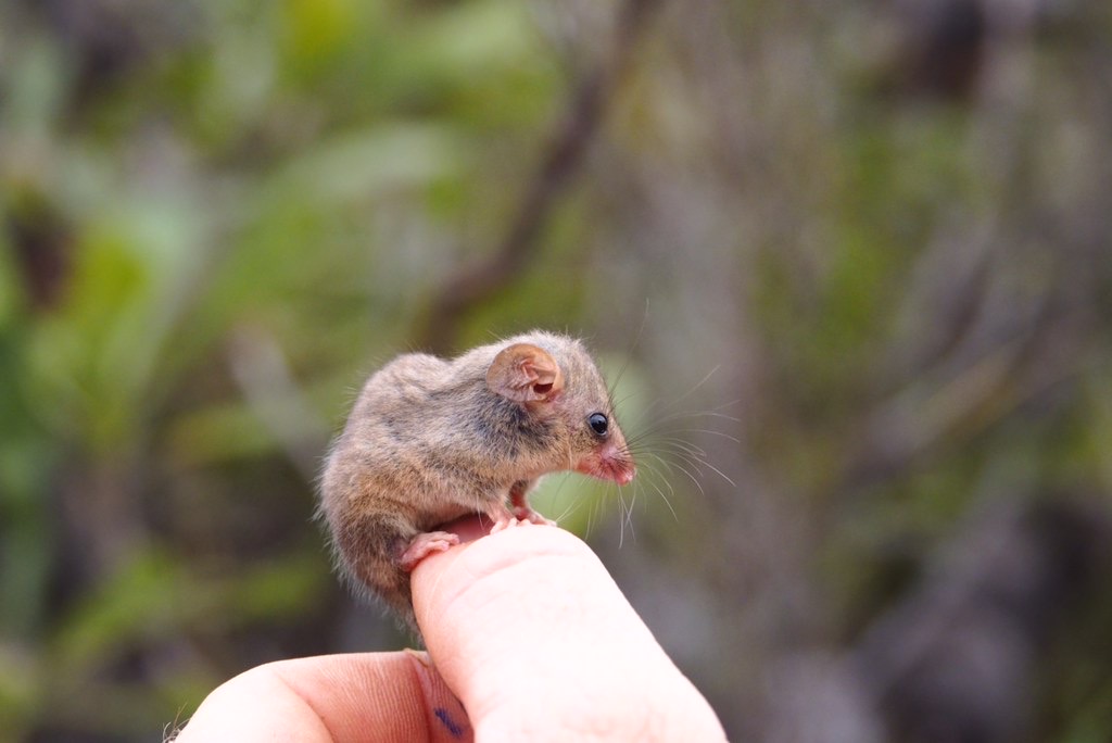 Вчені віднайшли карликових опосумів, які вижили під час лісових пожеж в Австралії (Фото) - фото 3