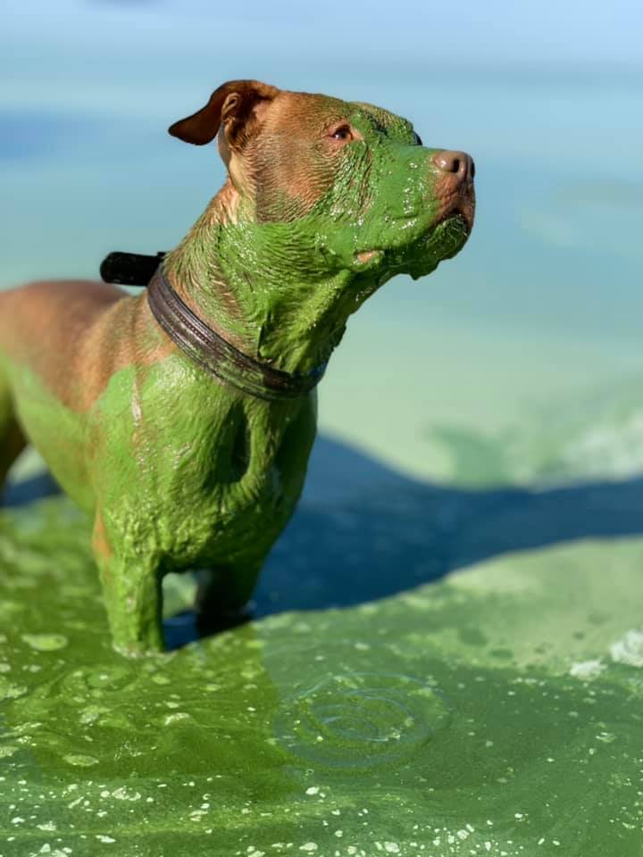 Собака окрасилась в зеленый цвет после купания в Днепре (ФОТО)  - фото 3