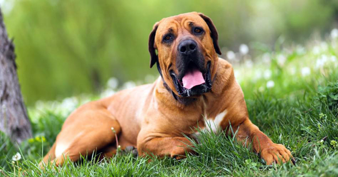 Самые большие породы собак: как они выглядят (ФОТО) - фото 5