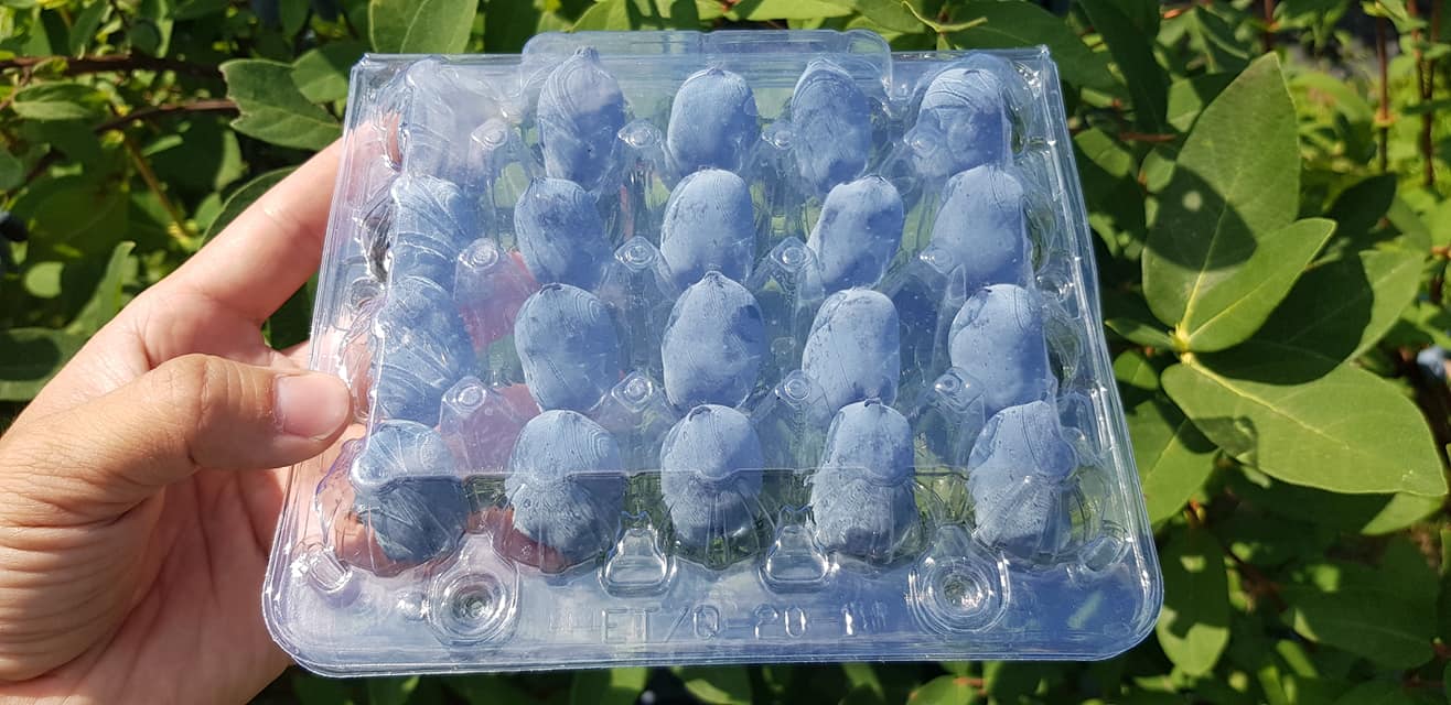В Україні виростили гігантську ягоду: як вона виглядає (ФОТО) - фото 2