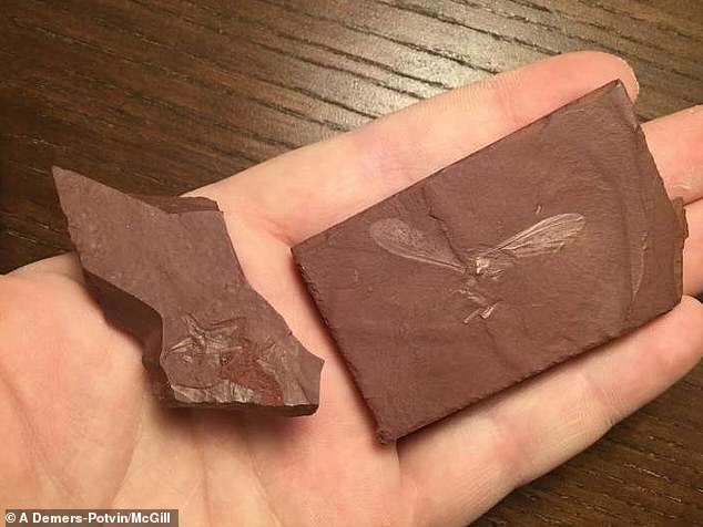 Найдены останки насекомого, обитавшего на Земле 100 млн лет назад: ФОТО уникальной находки - фото 2