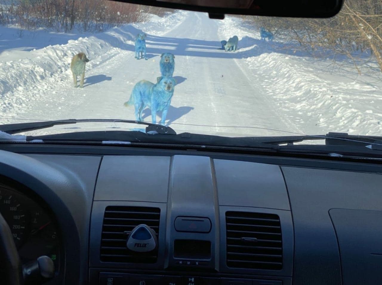 В российском Дзержинске заметили голубых собак (ФОТО) - фото 2