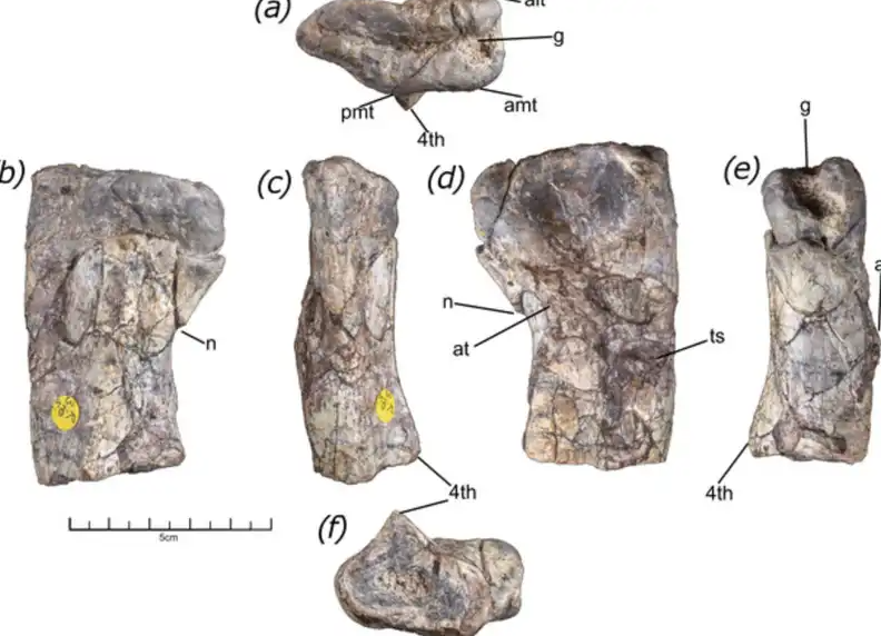 Ученые обнаружили кость, которая изменяет все, что мы знаем о динозаврах - фото 2 Ученые обнаружили кость, которая изменяет все, что мы знаем о динозаврах - фото 2