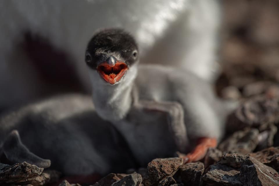 Українські полярники показали нові світлини новонароджених пінгвінів: мімішні фото - фото 4