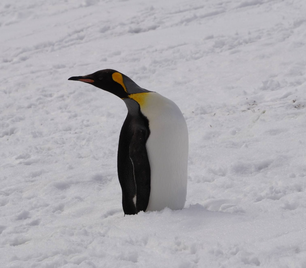 В Антарктиде у станции ”Академик Вернадский” заметили необычного гостя (ФОТО) - фото 2