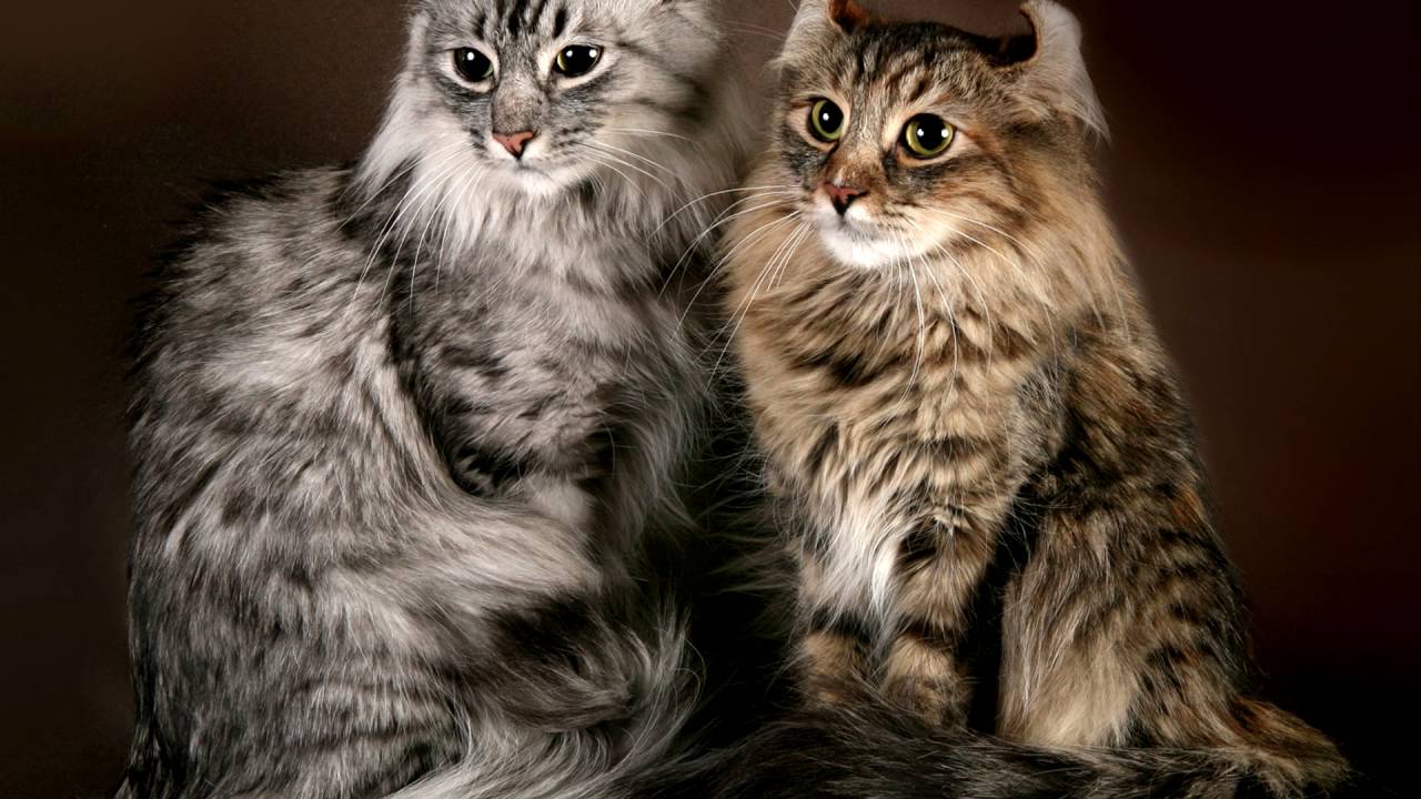 До 40 тыс. евро: 10 фото самых дорогих кошек - кроме безумной цены, они еще и невероятно милые - фото 6